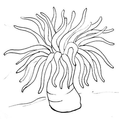 Anemone Coloring Page at GetColorings.com | Free printable colorings pages to print and color