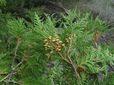 Northern White Cedar Also Called An Arborvitae Is Planted As A