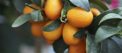 Date Fruit In Portuguese
