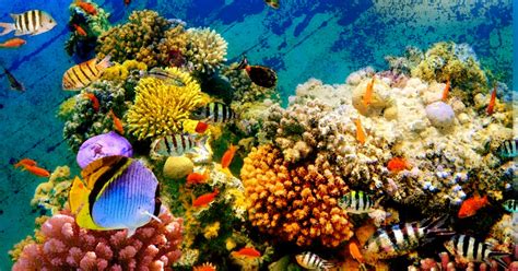 Why The Dying Of The Coral Reefs Brings Planetary Instability The Big