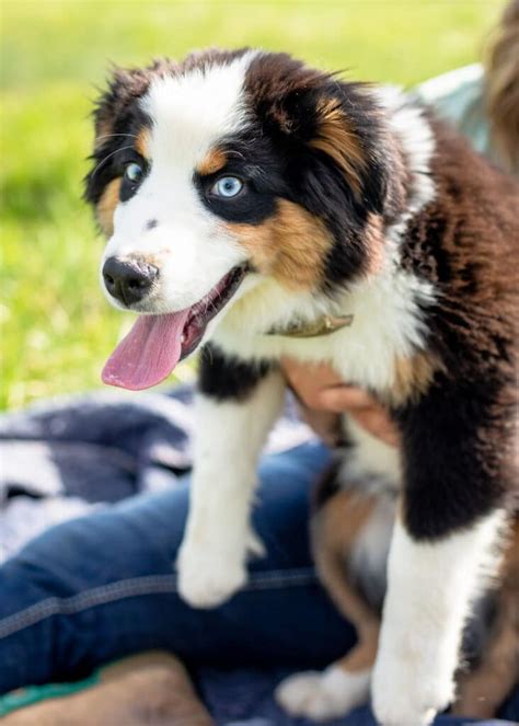 adult mini aussie for sale creekside kennels