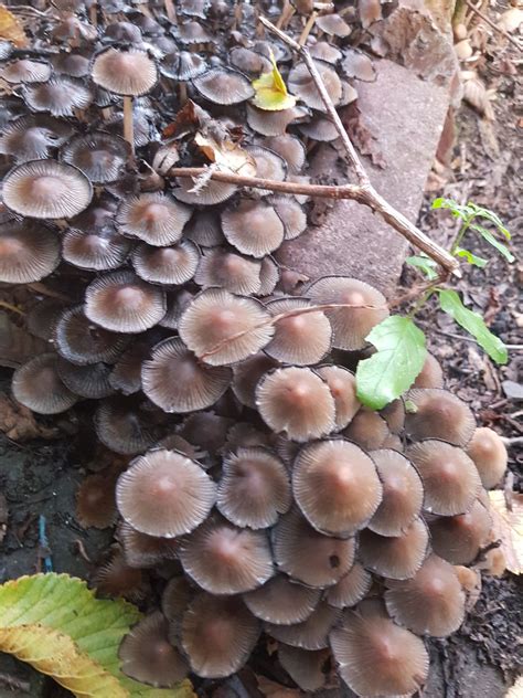 Garden Mushroom Id Identifying Mushrooms Wild Mushroom