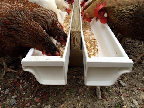 Fermented Feed Trough From Vinyl Gutters Chicken Diy Chicken Feeder
