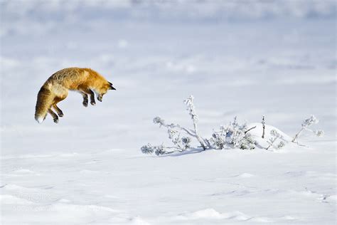 30 Adorable Photos Of Foxes In The Snow 500px