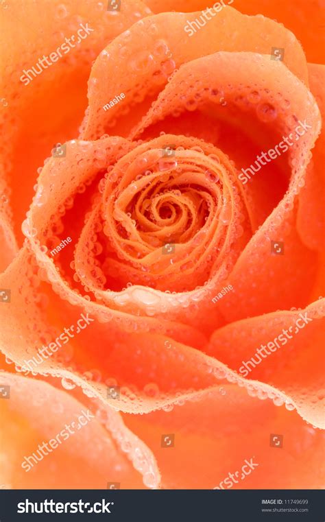 Fresh Red Rose Macro Background Stock Photo 11749699 Shutterstock