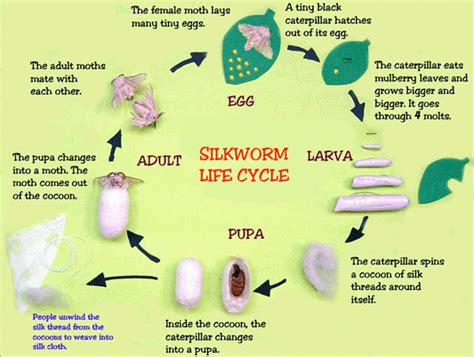 Silkworm treatment was evaluated for silkworm pupae silage and untreated fresh pastes that were incorporated in fish feed formulations to replace fish meal. Trippin With The Talleys: Silkworms Are Emerging from the ...