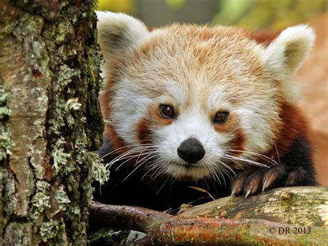 Nature Photography By Dave Roach Iv Red Panda Ailurus Fulgens