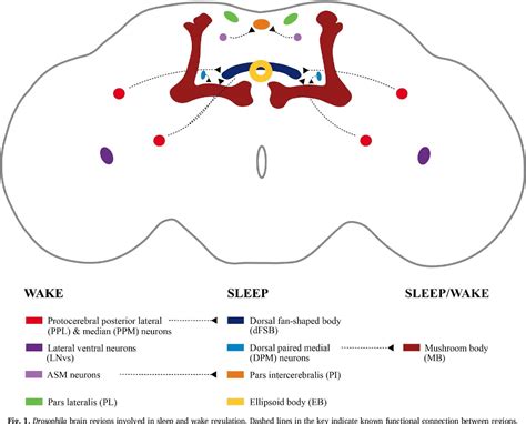 Figure 1 From The Neurobiological Basis Of Sleep Insights From