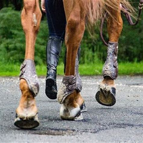 How Do Horses Feet Move Diy Seattle