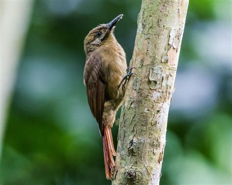 Birds Of The World Woodcreepers Furnaridae