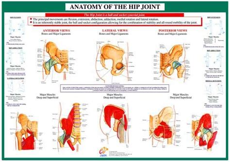 The hip flexor muscles bring your legs and trunk together in a flexion movement. Hip Joint Anatomy | Anatomy of Hip Joint Chart | Joint ...