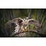 Prairie Falcon  Audubon Field Guide