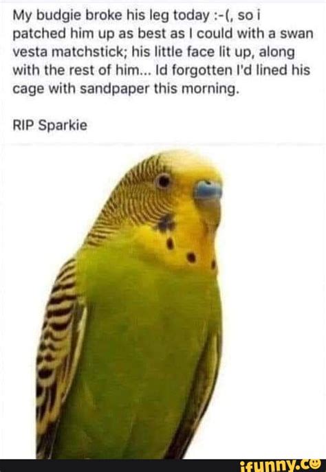Budgie Memes Best Collection Of Funny Budgie Pictures On Ifunny