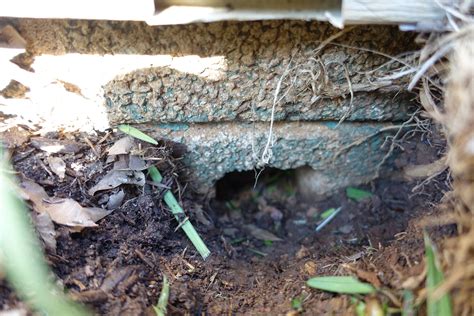 How To Fix A Chipmunk Hole Homeowners