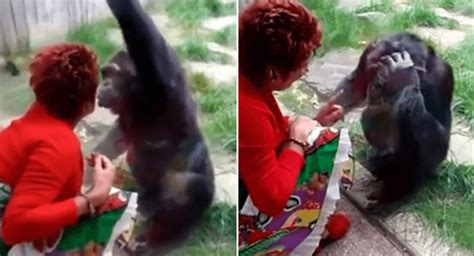 Belgian Woman Banned From Zoo After 4 Year Affair With Chimpanzee