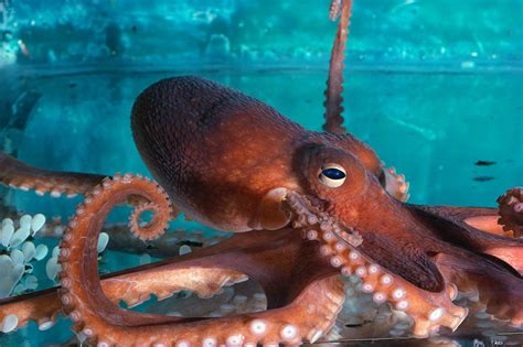 Octopus Healthy Soul