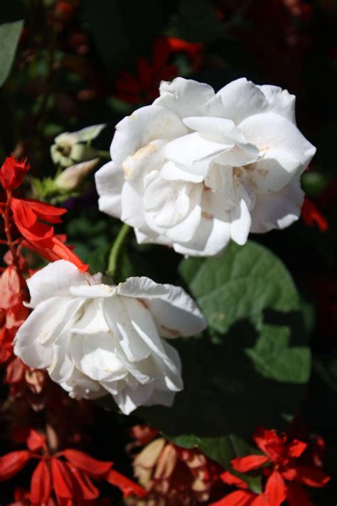 Garden 2015 White Rose White Roses Rose Flowers