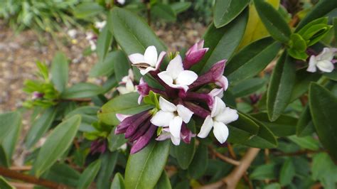 My Photo Of Daphne Odora Evergreen Shrub With Clusters Of Intensely