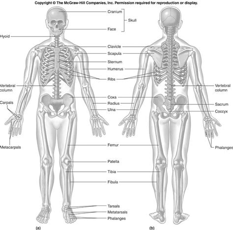 Without bones, muscles, and joints, we couldn't stand, walk, run, or even sit. label the Respiratory System - Buscar con Google | Human ...