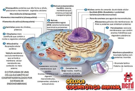 Mapas Mentais Biologia Celula Eucariotica Mapas Mentais Celula