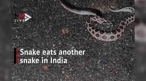 Horrifying Moment Snake Eats Another Snake In India Youtube