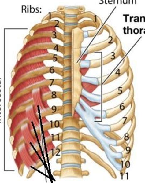 Some extend from above and draw the. superior and posterior medistinum - School Of Medicine ...