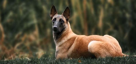 Malinois Are Belgian Malinois Cuddly Meet This Protection K 9 S
