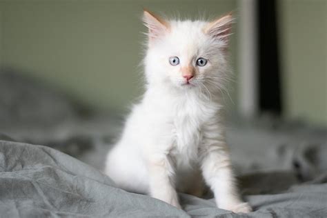 Ragdoll Kittens For Sale In Massachusetts Breeders List 2024 Hepper
