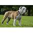 American Bulldog Different Types Of Bulldogs  Slideshare