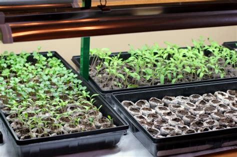 Compared with compact fluorescent lamps, led plant lights consume less energy and generate less heat, thereby reducing costs and simplifying temperature control in enclosed environments. How to Start Seeds Using Grow Lights - One Hundred Dollars ...