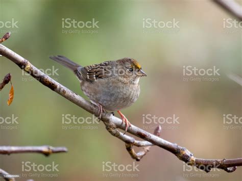 Goldencrowned Sparrow Zonotrichia Atricapilla Stock Photo Download