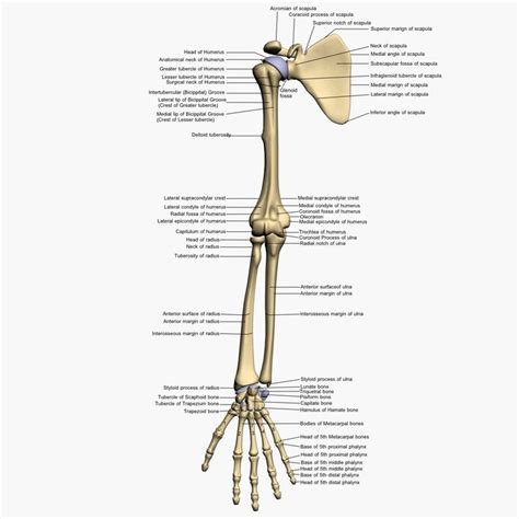 Bone also plays important roles in maintaining mineral homeostasis, as well as providing the environment for hematopoesis in marrow. Anatomy Arm Bones 3d Model Bones Human Arm Anatomy | Arm ...