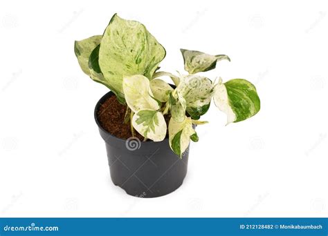 Tropical `epipremnum Aureum Manjula` Pothos Houseplant In Flower Pot