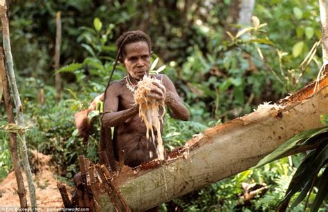 Uncover Indonesia Mengulik Korowai Suku Kanibal Di Papua Yang Jadi