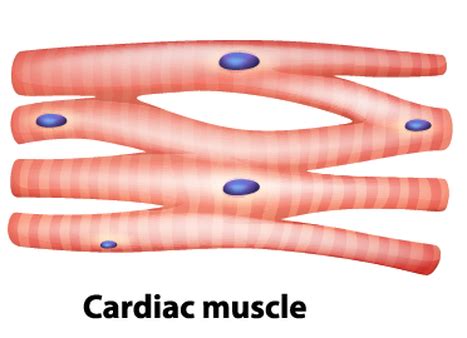 What cells make muscle tissue. Muscle Tissue PNG Transparent Muscle Tissue.PNG Images ...