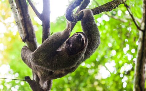 A Rare Video Of A Sloth Giving Birth Has Scientists Thrilled Heres Why The Optimist Daily