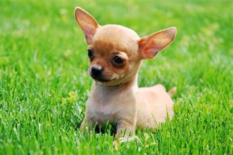 Pet service in tacoma, washington. How To Take Care Of Chihuahua Puppies | PETSIDI