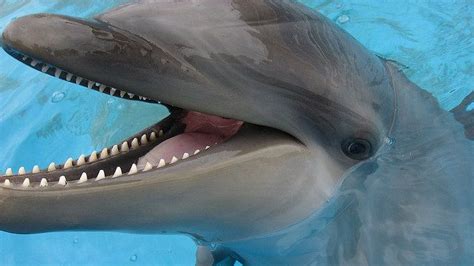 This Hybrid Of Two Oceanic Dolphin Species Is Extremely Rare Theyve
