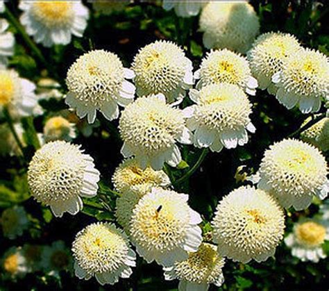 Rare Snow Ball Flower Chrysanthemum Tanacetum 299 Images