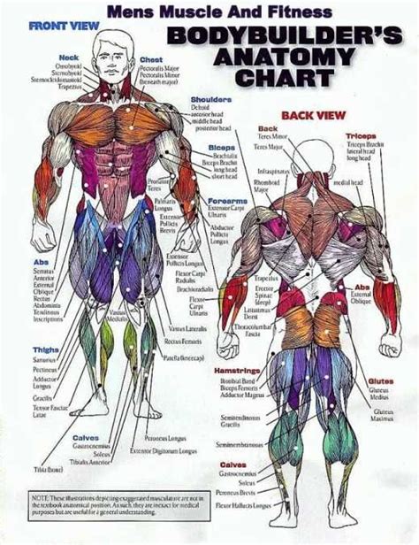 Muscle Group Workout Chart Cant Build Muscle Want To Know Why