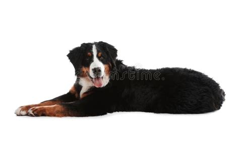Funny Bernese Mountain Dog Stock Image Image Of Obedient 148997851