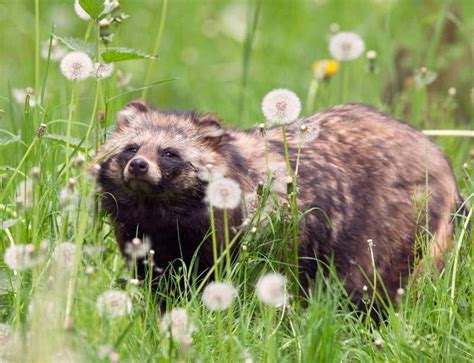 Zoologger Invasion Of The Sleepy Raccoon Dogs New Scientist