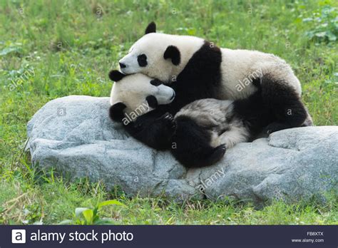 Two Years Aged Young Giant Pandas Ailuropoda Melanoleuca China