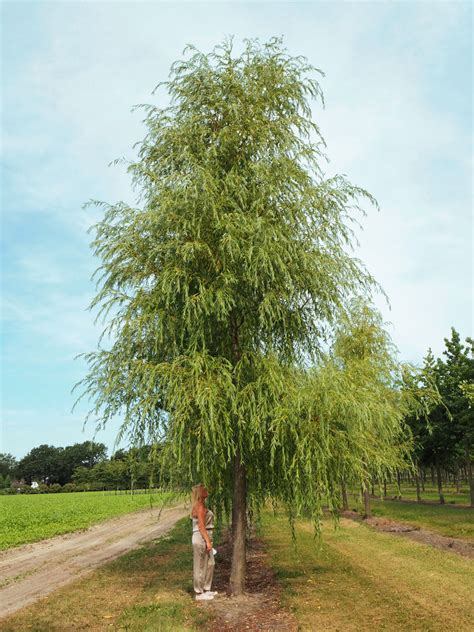 The royal horticultural society lists salix alba 'tristis' as being misapplied as well as ambiguous. von Falkenhayn: Solitärbäume von Salix alba 'Tristis ...