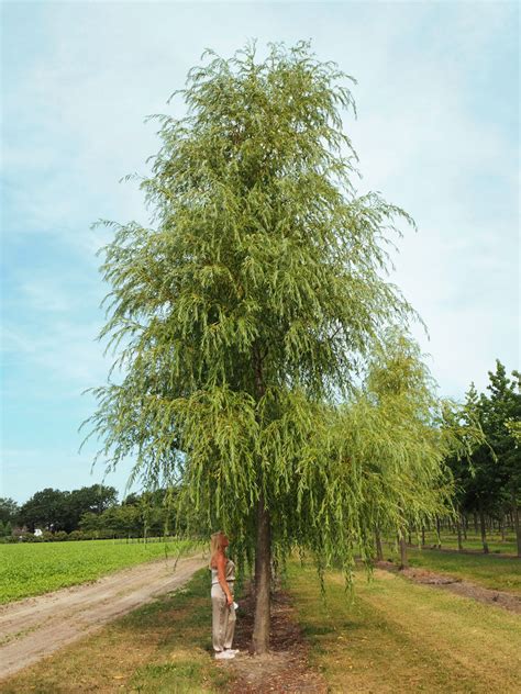 Some are valued for their brightly coloured winter shoots, others. von Falkenhayn: Solitärbäume von Salix alba 'Tristis ...