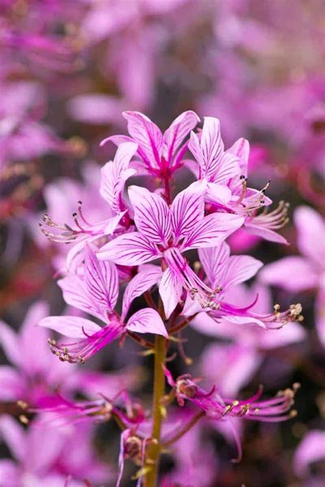 However, the number of flowers that exist on planet earth is still unknown. 50+ Plants and Flowers that Start with "D"