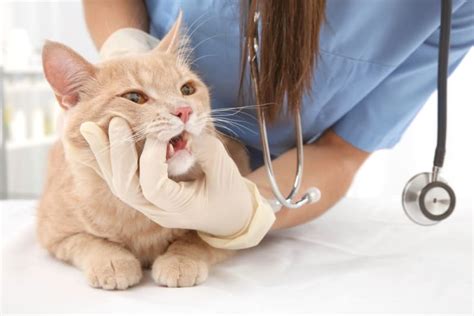 Pet Dental Surgery Tooth Extractions For Cats Sacramento Vet