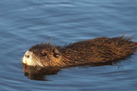 Image ragondin-8 : Le ragondin - Quel est cet animal