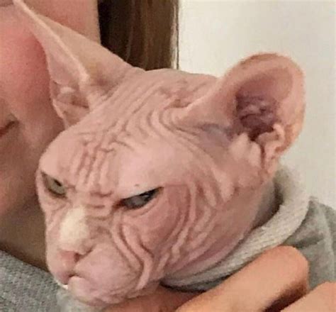 Create Meme Sphynx Cat Evil Bald Cat The Angry Sphinx Pictures
