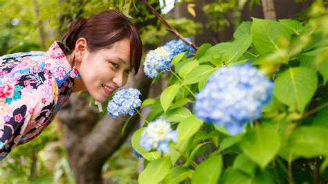 Does Burying Aluminum Foil Near Your Hydrangea Turn The Flowers Blue